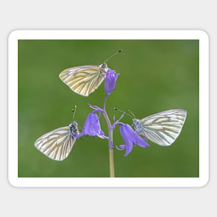 Three Green-veined White Butterflies on a Bluebell Sticker